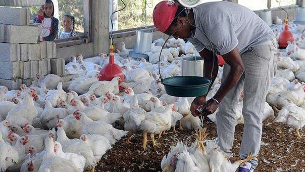 Una granja avícola en República Dominicana.